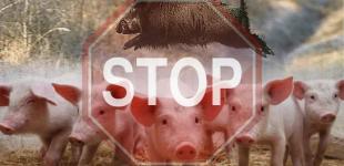 Вирус чумы свиней за пять лет обнаружили во всех областях Украины