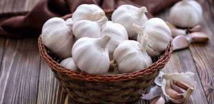 Коли та як садити часник навесні: найкращі поради