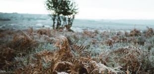 В Києві та області найближчими днями очікуються нічні заморозки