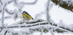 Прогноз погоди на вихідні 20–21 січня: невеликі морози та опади