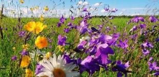 Прогноз погоди на вихідні 1–2 липня: тепло, місцями дощі з грозами