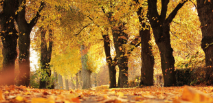 Прогноз погоди на вихідні 26–27 жовтня: ось вона — золота осінь!