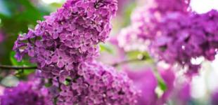 Найудачливіші знаки зодіаку у травні 2023 року: кому усміхнеться доля