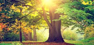 Украинцам обещают солнечное и теплое начало недели