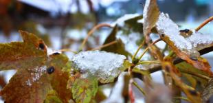 Ще до початку зими: коли в Україну прийдуть сильні морози й снігопади