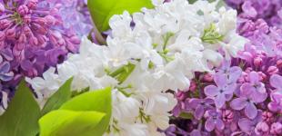 Синоптикиня попередила про заморозки найближчої ночі і сказала, коли потепліє