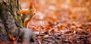 Сніжний листопад. Синоптики попередили про різке похолодання зі снігом і розповіли, скільки воно триватиме