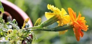 В Україну повертається спека: прогноз погоди на сьогодні