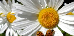 Спека і грози, а подекуди град та шквали: прогноз погоди в Україні на середу, 29 червня