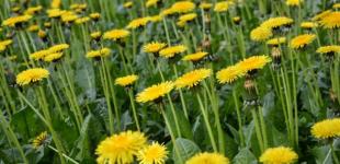 Курс на потепління. Якою буде найвища температура повітря до кінця травня