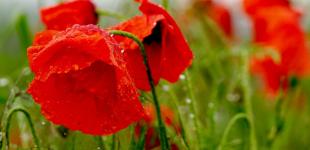 В Україні дощитиме, вночі до 16°, вдень до 26°