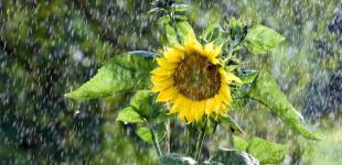 13 липня в Україні переважатиме дощова погода з температурою 16-21°