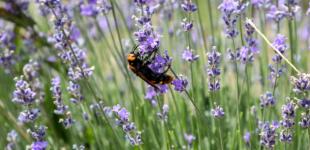 В Україні буде сухо і спекотно, опади ймовірні лише в окремих областях