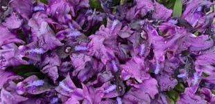 У понеділок в Україні до 25° тепла, місцями дощі та грози