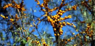 В Україні 25 жовтня опади не очікуються, вдень до 14° тепла