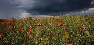 П'ятниця в Україні буде з грозовими дощами: прогноз погоди на 15 липня