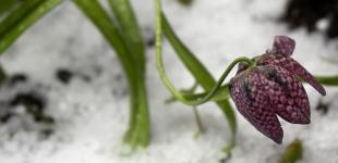 В Україні вдарять заморозки: синоптикиня розповіла, де буде найхолодніше і коли чекати повернення тепла