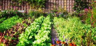 Не садіть їх поряд: які рослини не люблять одна одну