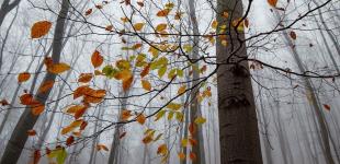 Коли в Україні ослабнуть холоди: синоптик дав прогноз