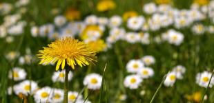 Без опадів та до +24°С: детальний прогноз погоди по Київщині на 14 травня