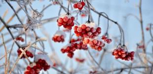 Зима відступить: якою буде погода у грудні та у новорічні свята