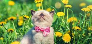 Довгоочікуване потепління та короткочасний дощ: прогноз погоди в Україні на 12 травня