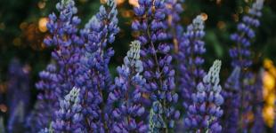 Чи будуть вихідні на травневі свята 2023 року: як відпочиватимуть українці