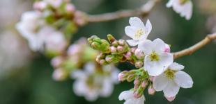 Хмарно з проясненнями: яка погода буде в Україні 11 квітня та в яких областях дощитиме