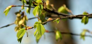 Яку погоду прогнозують на Великдень