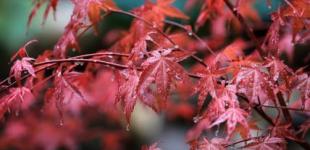 Прогноз погоди на вихідні 24–25 вересня: в Україні хазяйнує осінь