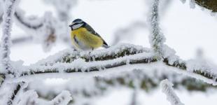 Коли в Україні випаде сніг: синоптикиня розповіла