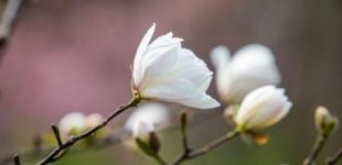 Грози та дощі: якою буде погода в Україні 20 квітня