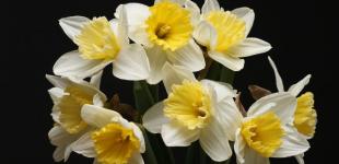 Прогноз погоди на 20 квітня: в Україні похолодає, місцями – грози