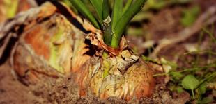 Цибуля виросте великою і здоровою: ось, що потрібно покласти в лунки