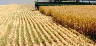 Ранние зерновые уже собрали с 76% запланированных площадей в Украине