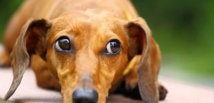 В Киеве неизвестные травят домашних собак