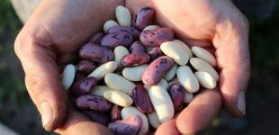 Червона чи біла? Стало відомо, яка квасоля корисніша