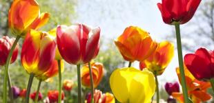 Похолодає, але не скрізь. Синоптикиня назвала області, на які 20 квітня не пошириться зниження температури