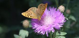 Помірно тепло і переважно сухо: прогноз погоди в Україні на вівторок, 19 липня