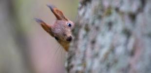 Прогноз погоди на 31 березня: в Україні будуть опади, температура - від -4° до +12°