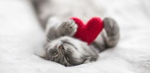 5 причин, чому кішкам подобається спати на вашому ліжку