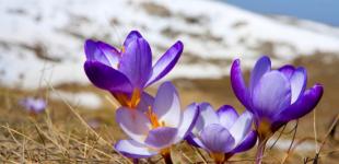 Початок весни в Україні буде аномально теплим, але місцями вдарять 10-градусні морози