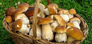 Грибная пора: многообразие и тонкости