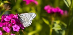 В Україні 16 травня переважатиме суха погода, вдень до +25°