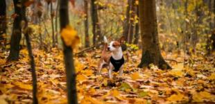 Міжнародні та державні свята у листопаді 2024 року: чи будуть в українців додаткові вихідні