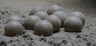 Камінь, що містить агат, виявився яйцем динозавра, якому 60 млн років