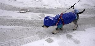 Много снега и морозы до минус 20°: прогноз погоды в Украине на ближайшие два месяца