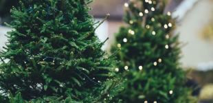 У Києві встановлять головну ялинку країни: який вигляд вона матиме