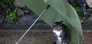 Дощі та сніг не хочуть покидати Україну: прогноз погоди на 5 квітня