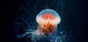 Захоплива істота: вчені показали, який вигляд мала перша тварина на Землі